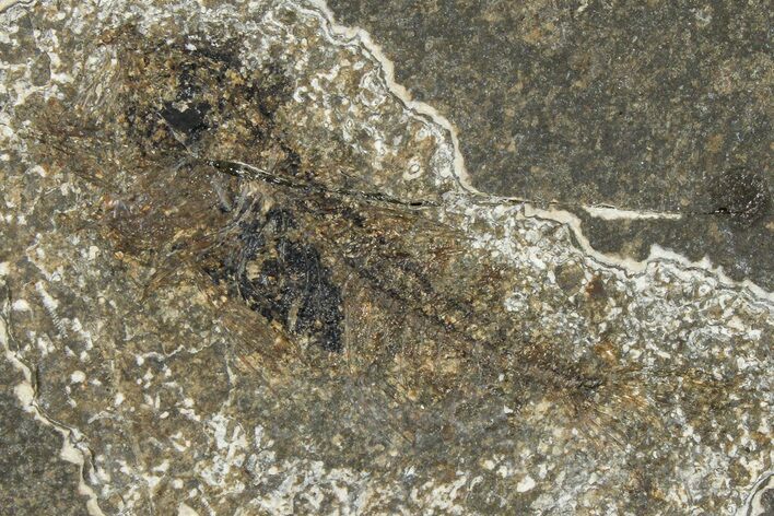 Oligocene Fossil Percoid Fish (Oligoserranoides) - Poland #374391